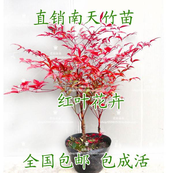 庭院花卉盆栽南天竹盆景竹子
