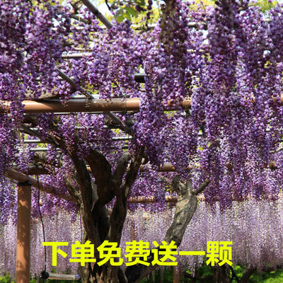屋顶围墙可食用紫藤萝攀援植物