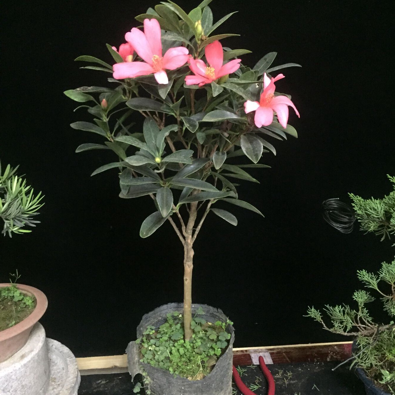 四季杜鹃红山茶花嫁接盆栽带花苞室内名贵绿植红山茶花卉