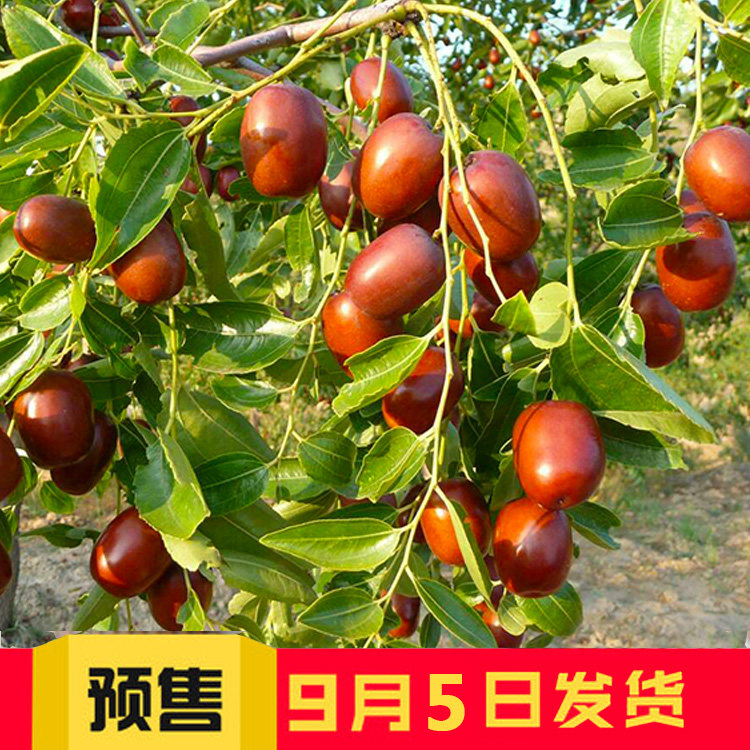 鲜枣山西红枣稷山板枣脆甜可蒸枣新鲜水果非冬枣当季现摘农家自产