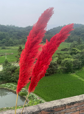 红色芦苇干花蒲苇大红色芦苇花