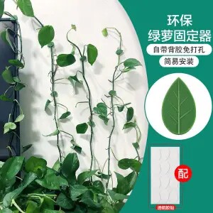 绿植神器无痕不伤墙强力粘绿萝