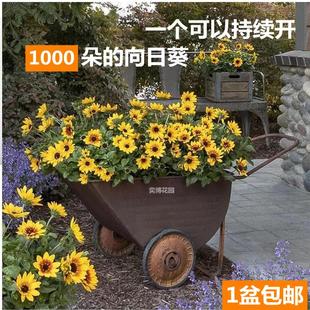 光辉岁月盆栽阳台花园四季开花多年生宿根向日葵花期长易养易爆盆