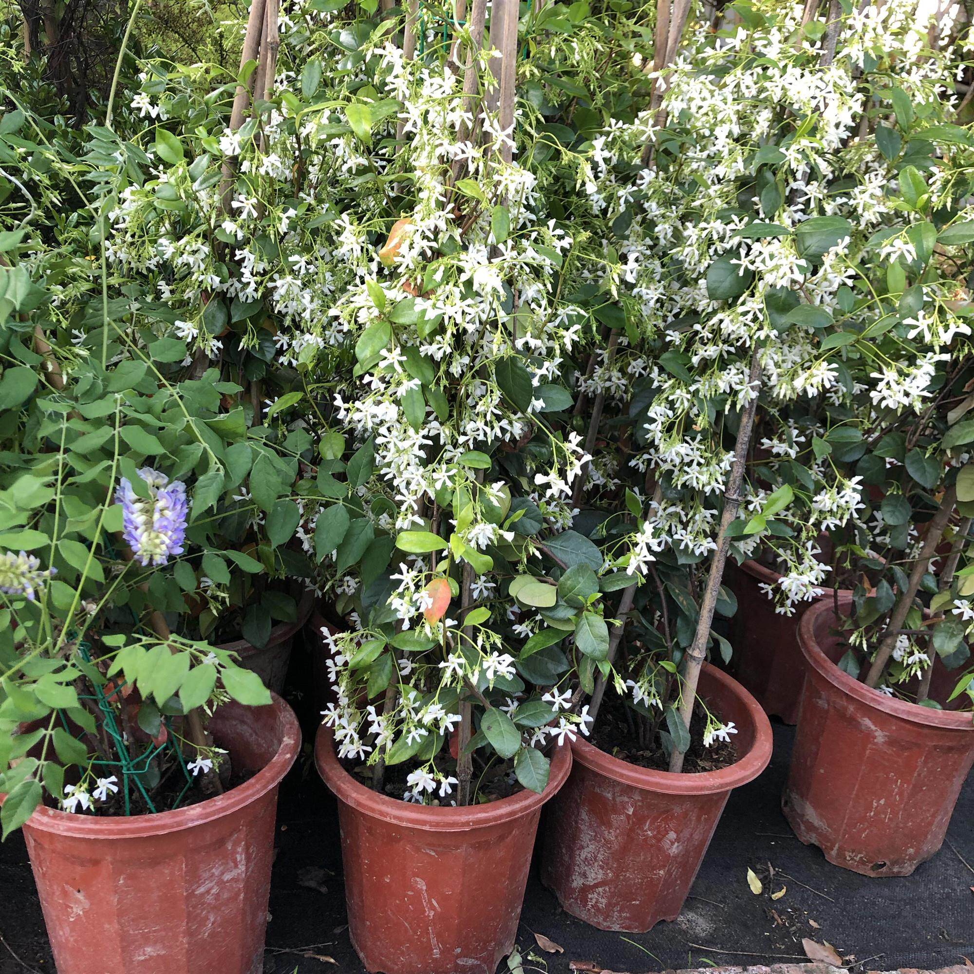 银丝风车茉莉四季不落叶花苗阳台庭院花园爬藤耐热耐寒络石藤花卉