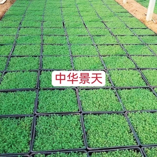 中华景天薄雪万年草四季常青耐寒耐旱多肉植物花镜地铺屋顶绿化苗