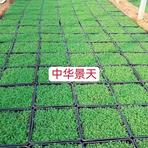 中华景天薄雪万年草四季常青耐寒耐旱多肉植物花镜地铺屋顶绿化苗