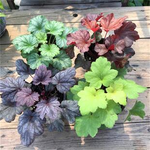 矾根盆栽中华景天绿植耐寒金叶过路黄金叶佛甲草苔藓爱尔兰珍珠草