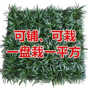 矮麦冬玉龙草庭院花园别墅绿化工程草坪花镜地被植物耐寒耐旱常绿