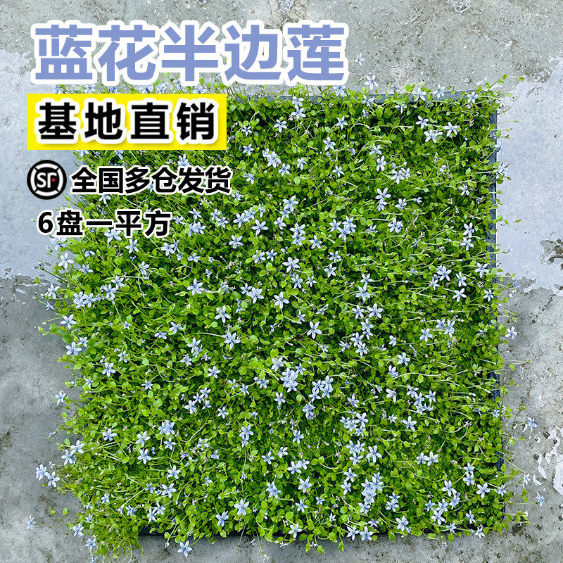 新西兰半边莲铁线莲真草皮盆栽图片
