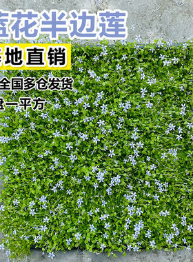 新西兰半边莲铁线莲真草皮盆栽