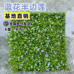 新西兰半边莲花卉绿植植物盆栽草坪真草皮铁线莲庭院绿植地被植物