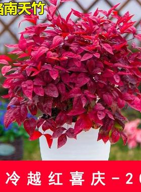 火焰南天竹盆栽阳台庭院露天冬季耐寒冻树四季观叶绿植湾流红矮人