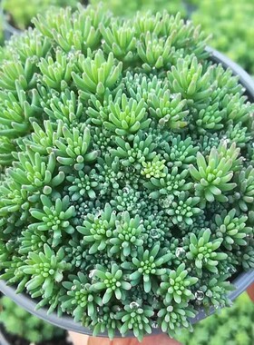 薄雪万年草耐旱佛甲草铺面常青植物小区屋顶庭院花园中华景天多肉
