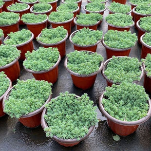 黄金佛甲草中华景天过路黄草皮楼顶四季常绿耐热庭院耐寒绿化植物