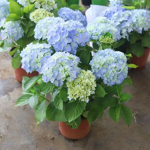 绣球花盆栽庭院八仙花盆栽多年生木本大苗无尽夏室外小区花镜植物