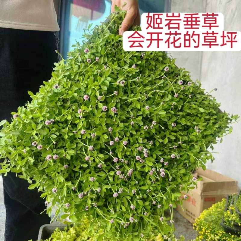 姬岩垂草圆晶草爱尔兰珍珠草金边麦冬苗庭院别墅花园绿化草坪植物图片