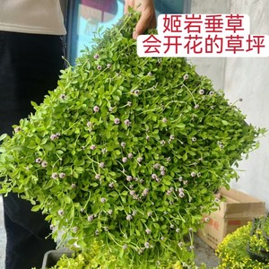 姬岩垂草圆晶草爱尔兰珍珠草金边麦冬苗庭院别墅花园绿化草坪植物