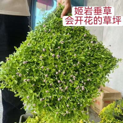 姬岩垂草圆晶草爱尔兰珍珠草金边麦冬苗庭院别墅花园绿化草坪植物