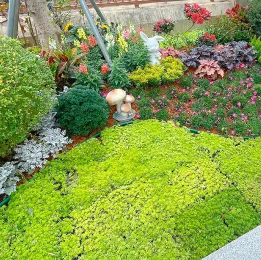 花园造景植物花 欧石竹 过路黄 佛甲草 中华景天 姬岩垂草 筋骨草