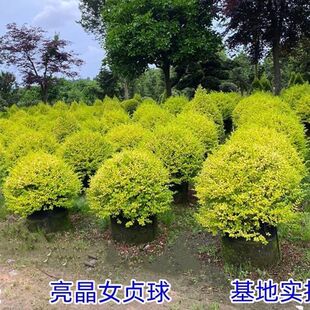 精品园林绿化市政工程绿植金叶亮晶女贞球耐寒塔形花园小区造景树