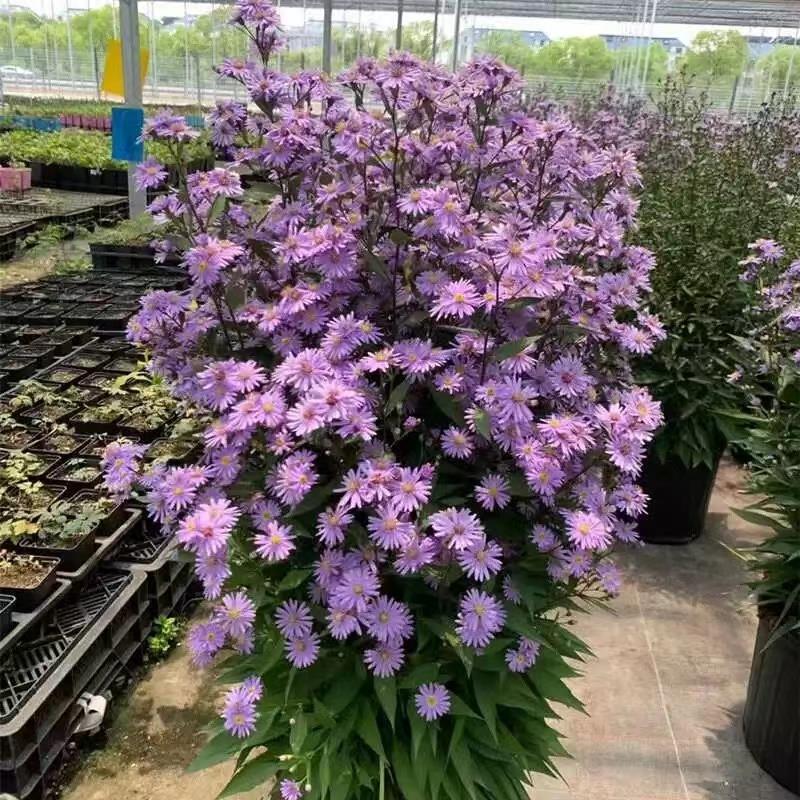 荷兰菊盆栽翠菊小卡罗紫菀伊娃带花苞紫色大小苗四季开花耐寒耐热