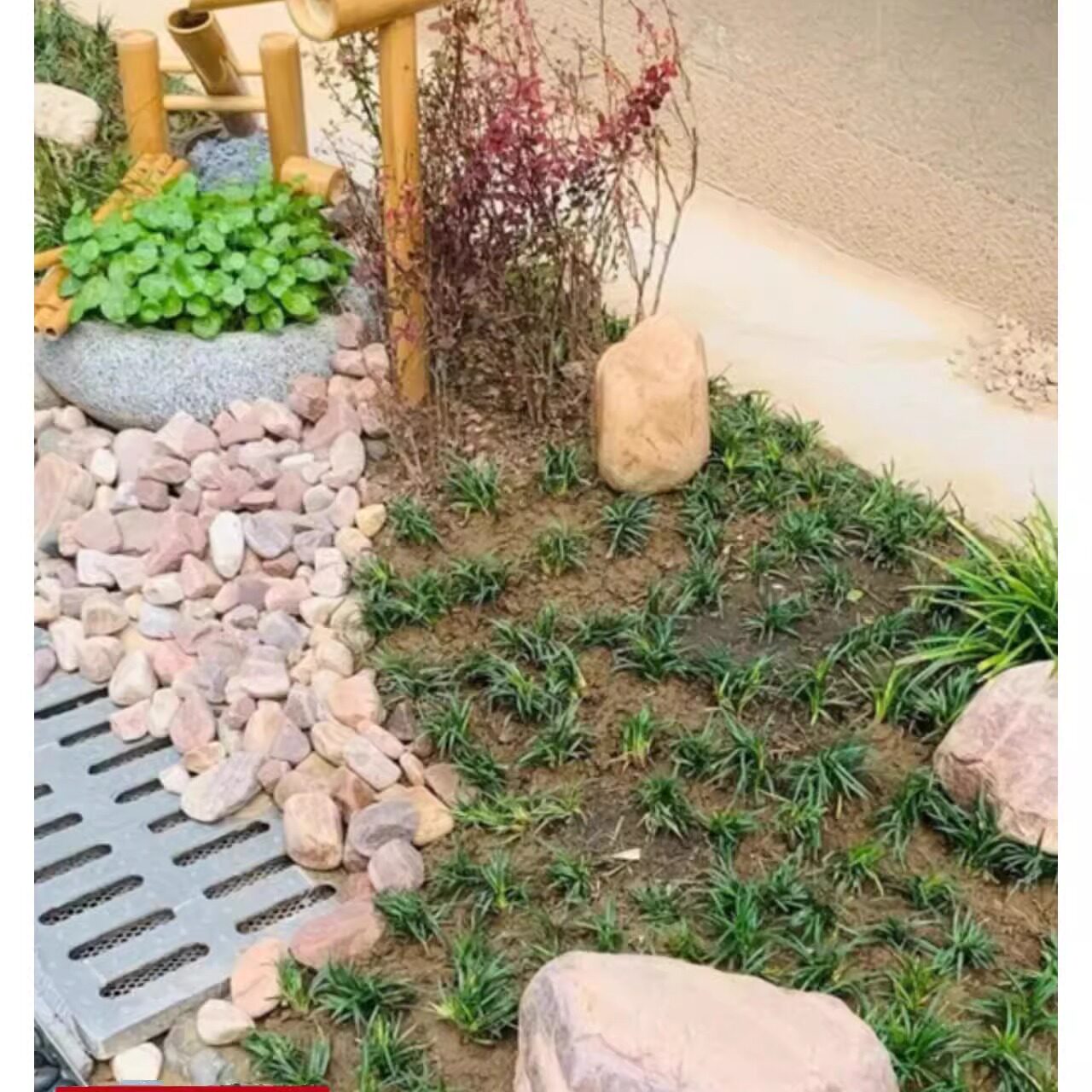 日本矮麦冬草庭院正宗小型麦冬草苗植物工程四季青草皮长叶麦冬草图片