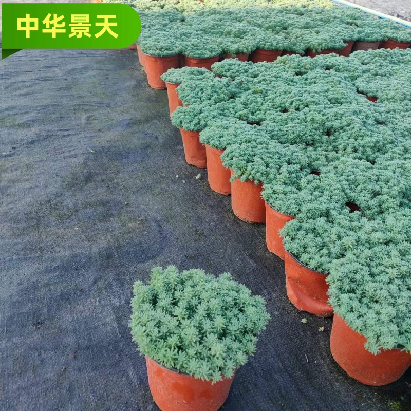 中华景天盆栽薄雪万年青植物室外阳台庭院地被绿植花镜植物盆栽苗