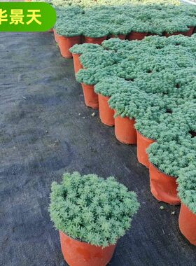 中华景天盆栽薄雪万年青植物室外阳台庭院地被绿植花镜植物盆栽苗