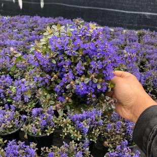 姬十二单多花筋骨草盆栽巧克力片绿植庭院开花卉花镜地被植物耐寒