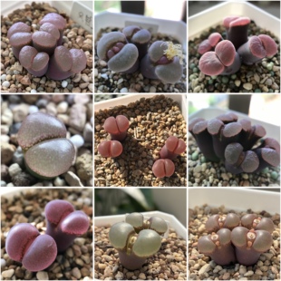 优选风铃玉种子 2026年新种子 请看详情