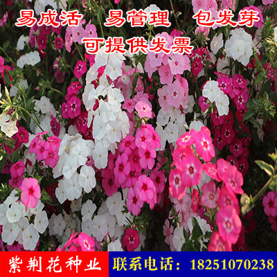 福禄考花种子混色芝樱种子包邮五色梅阳台花卉四季种庭院花坛易活