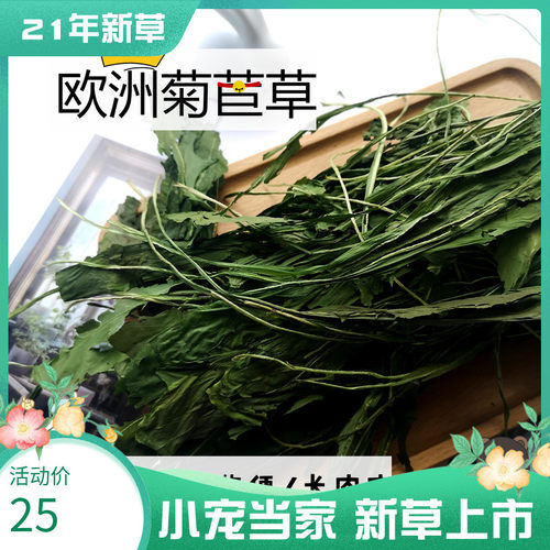 苦菊英文价格 苦菊英文图片 星期三