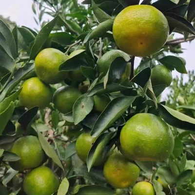 橘子早熟湖南石门农产品现摘现发应季孕妇儿童蜜桔鲜水果整箱包邮