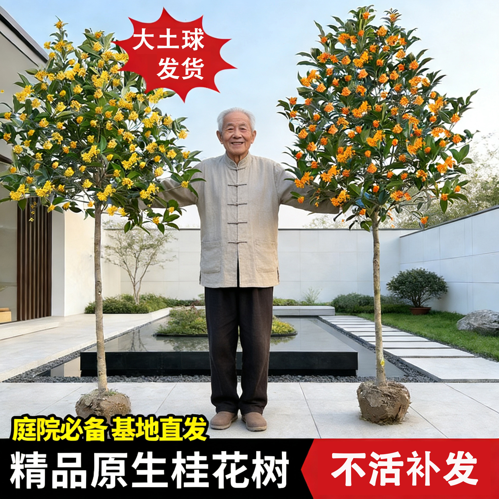 地栽大型桂花树苗浓香型八月金桂丹桂四季桂别墅庭院绿化苗木易活