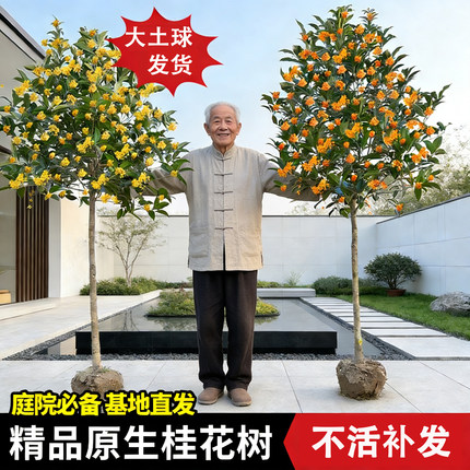 地栽大型桂花树苗浓香型八月金桂丹桂四季桂别墅庭院绿化苗木易活