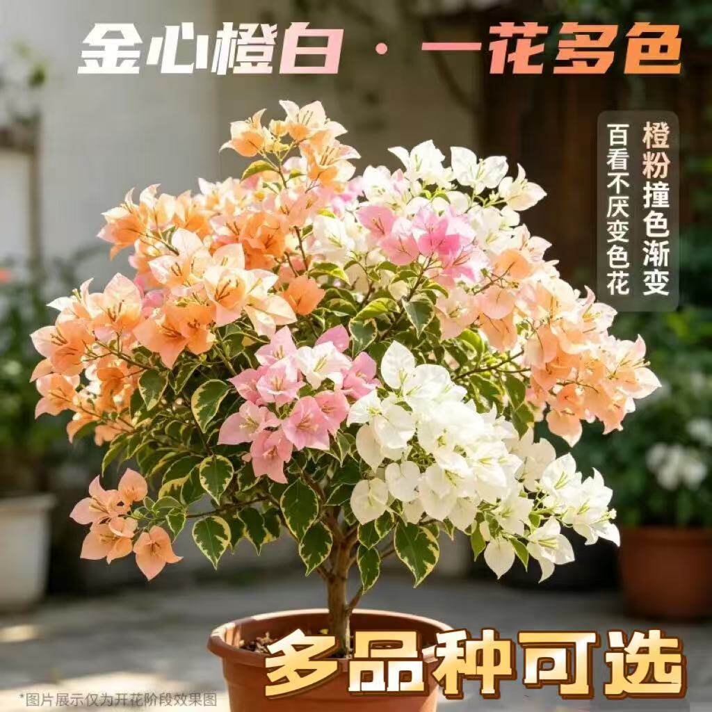 重瓣三角梅四季开花老桩盆栽带花苞树苗多色绿樱漳红樱金心橙白