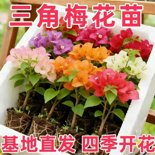 秋园 包对版三棵重瓣三角梅盆栽室内外爬藤植物不甜西瓜钻石橙