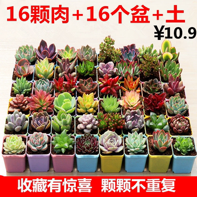 多肉新手套餐桃蛋玉露