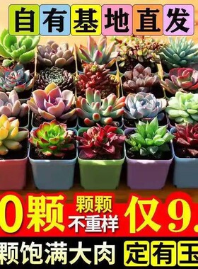 多肉植物套餐盆栽小盆栽绿植生石花多肉新手组合懒人花卉盆栽绿植