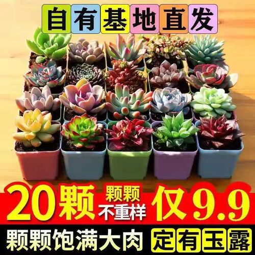 多肉植物室内小盆栽非常容易