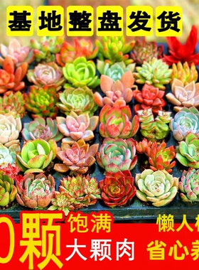 多肉植物组合盆栽新手套装精品肉肉好养办公室花卉小盆栽懒人植物