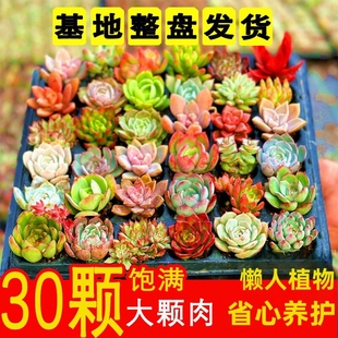 多肉植物组合盆栽新手套装 精品肉肉好养办公室花卉小盆栽懒人植物