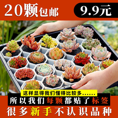 小盆栽绿植组合山地玫瑰多肉植物