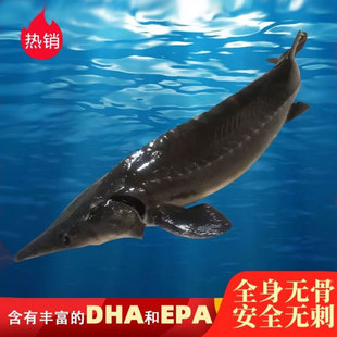 淡水食用中华鲟活鱼现杀软骨鳇鱼鲟龙鱼大鱼鲟鱼鲜活新鲜顺丰上门