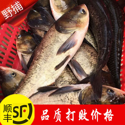 花鲢鱼鲜活大头鱼胖头鱼包头鲢鳙