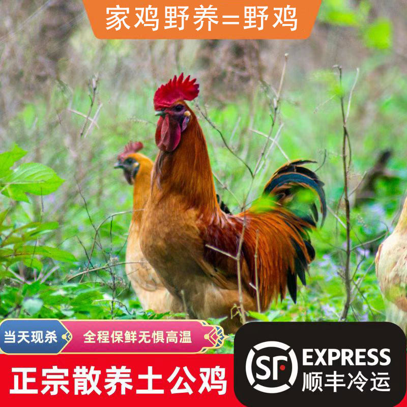 土公鸡活鸡现杀农家散养家鸡野养