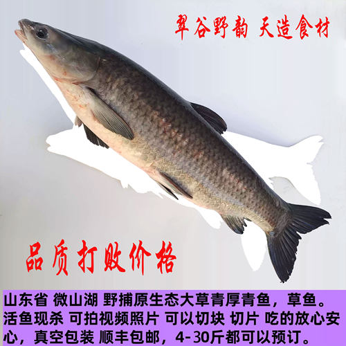鲜活螺丝青鱼活鱼特大乌青鱼大青鱼100斤新鲜冷冻石可做咸鱼罐头