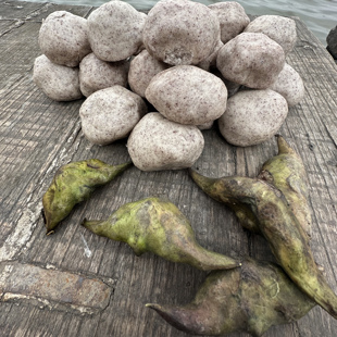 （下单送1斤）菱角面窝窝头渔家窝窝一份一斤冷冻东平湖菱角窝窝