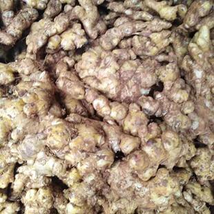 海南农家土姜生姜月子姜农产品香辣多丝正姜味浓姜小黄姜10元一斤