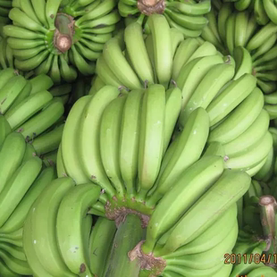 海南香蕉 新鲜水果  甜糯香蕉  长个香蕉  本地香蕉    五斤包邮